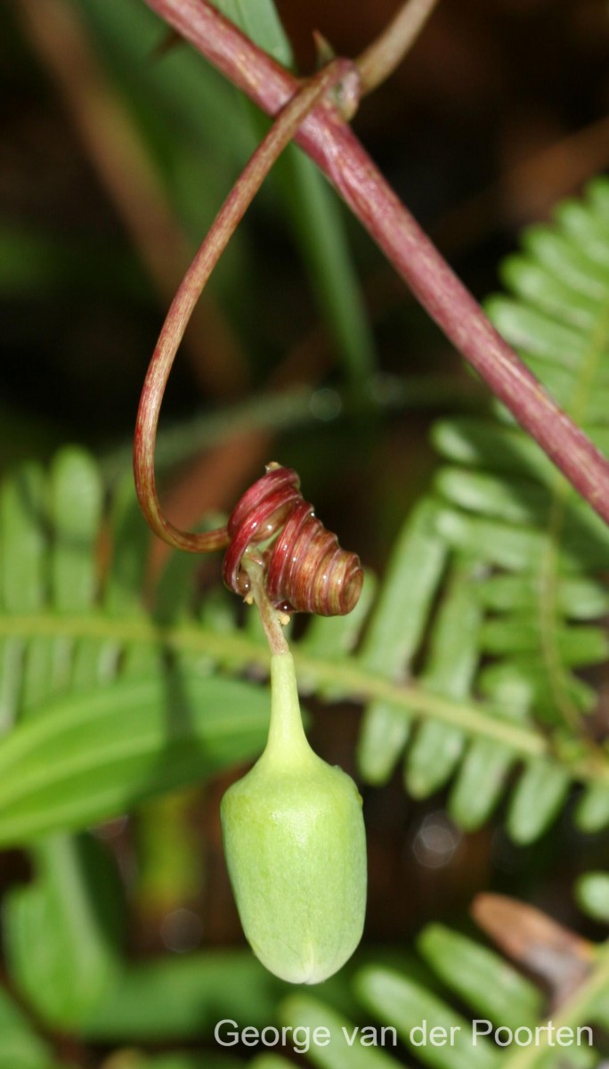 Adenia hondala (Gaertn.) W.J.de Wilde